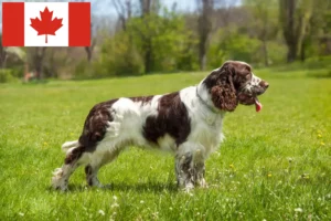 Read more about the article English Springer Spaniel crescători și căței în Canada