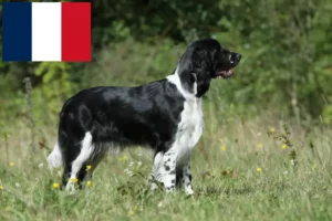 Read more about the article English Springer Spaniel crescători și căței în Franța