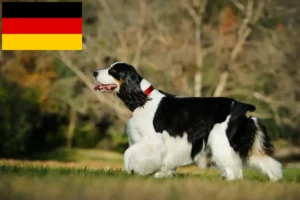 Read more about the article English Springer Spaniel crescători și căței în Germania