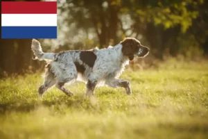 Read more about the article English Springer Spaniel crescători și căței în Olanda