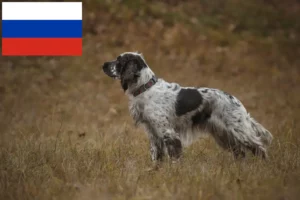 Read more about the article English Springer Spaniel crescători și căței în Rusia