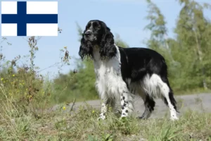 Read more about the article English Springer Spaniel crescători și căței în Finlanda