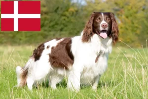Read more about the article English Springer Spaniel crescători și căței în Danemarca