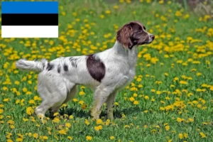 Read more about the article English Springer Spaniel crescători și căței în Estonia