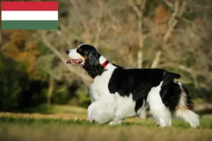 Read more about the article English Springer Spaniel crescători și căței în Ungaria