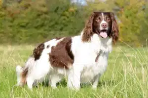 Read more about the article Engleză Springer Spaniel Breeder