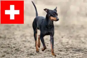 Read more about the article English Toy Terrier crescători și căței în Elveția