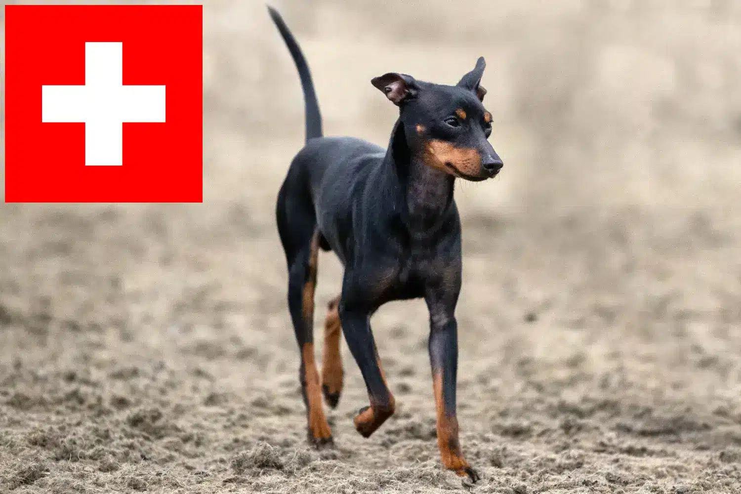 English Toy Terrier cățeluși și crescători Elveția Aici puteți găsi crescători de English Toy Terrier în Elveția.