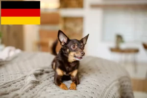 Read more about the article English Toy Terrier crescători și căței în Germania