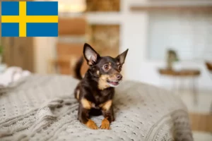 Read more about the article English Toy Terrier crescători și căței în Suedia