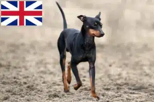 Read more about the article English Toy Terrier crescători și căței în Marea Britanie