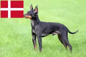 Read more about the article English Toy Terrier crescători și căței în Danemarca
