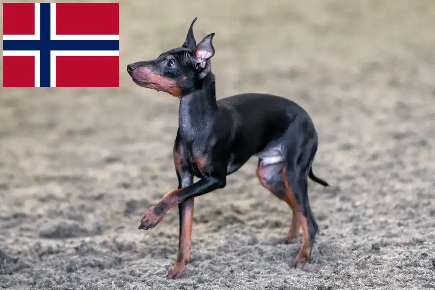 English Toy Terrier cățeluși și crescători Norvegia Găsește aici crescătorii de English Toy Terrier în Norvegia.