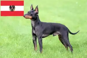 Read more about the article English Toy Terrier crescători și căței în Austria