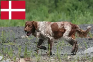 Read more about the article Epagneul Breton crescători și căței în Danemarca