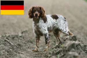 Read more about the article Epagneul Breton crescători și căței în Germania
