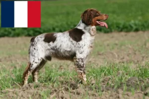 Read more about the article Epagneul Breton crescători și căței în Franța