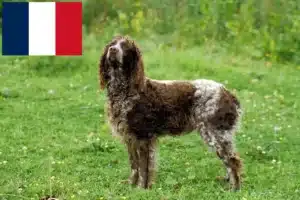 Read more about the article Epagneul de Pont-Audemer crescători și căței în Franța
