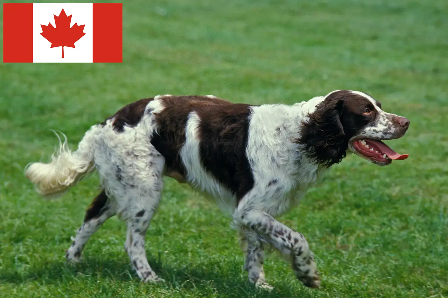Read more about the article Épagneul français crescători și căței în Canada