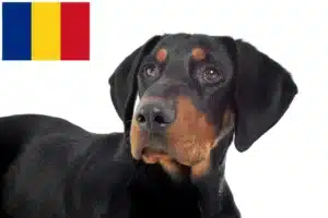 Read more about the article Erdélyi Kopó crescători și căței în România