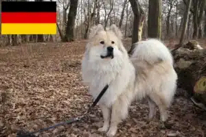 Read more about the article Eurasier crescători și căței în Germania