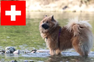 Read more about the article Eurasier crescători și căței în Elveția