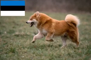 Read more about the article Eurasier crescători și căței în Estonia