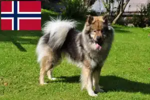 Read more about the article Eurasier crescători și căței în Norvegia