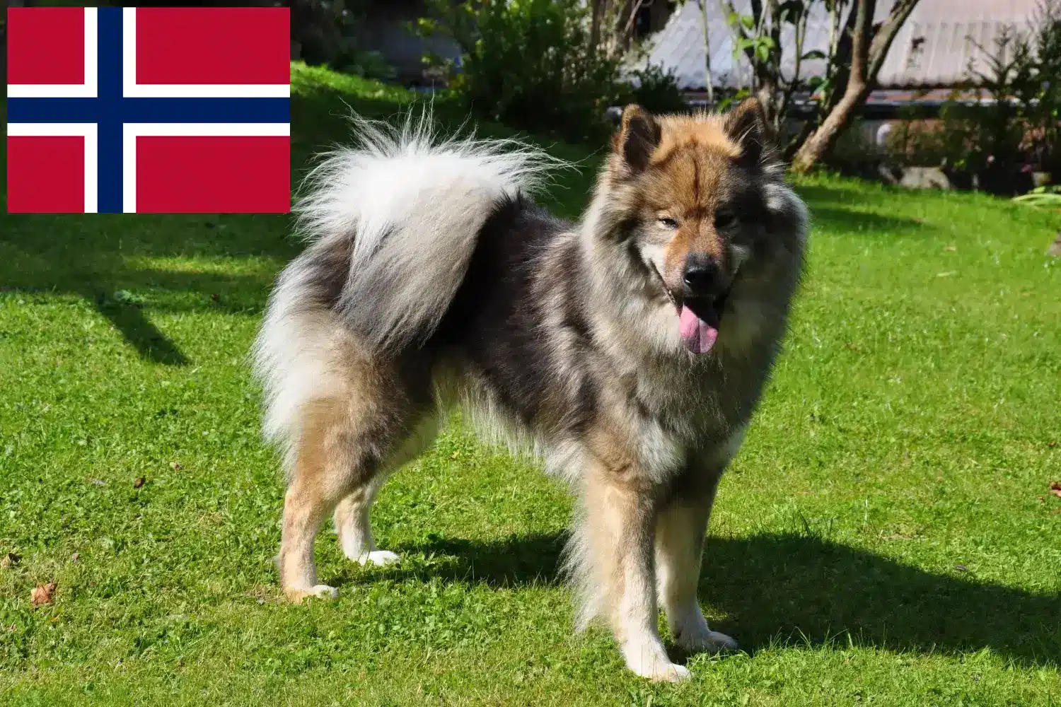 Read more about the article Eurasier crescători și căței în Norvegia