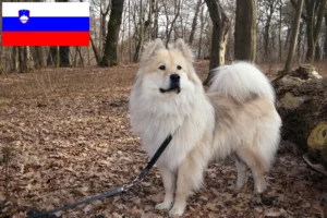 Read more about the article Eurasier crescători și căței în Slovenia