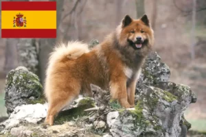 Read more about the article Eurasier crescători și căței în Spania