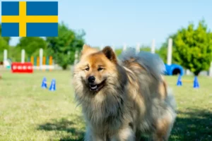 Read more about the article Eurasier crescători și căței în Suedia
