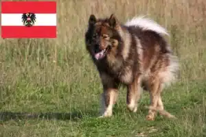 Read more about the article Eurasier crescători și căței în Austria