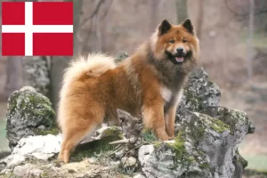 Read more about the article Eurasier crescători și căței în Danemarca