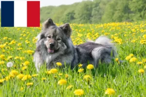 Read more about the article Eurasier crescători și căței în Franța