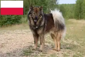 Read more about the article Eurasier crescători și căței în Polonia