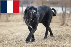 Read more about the article Fila Brasileiro crescători și căței în Franța