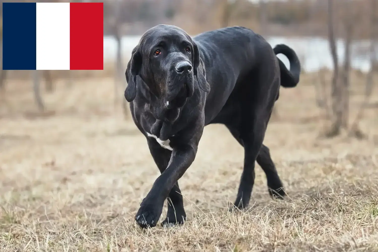 Fila Brasileiro căței și crescători Franța Aici puteți găsi crescători de Fila Brasileiros în Franța.