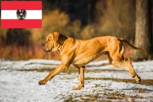 Read more about the article Fila Brasileiro crescători și căței în Austria