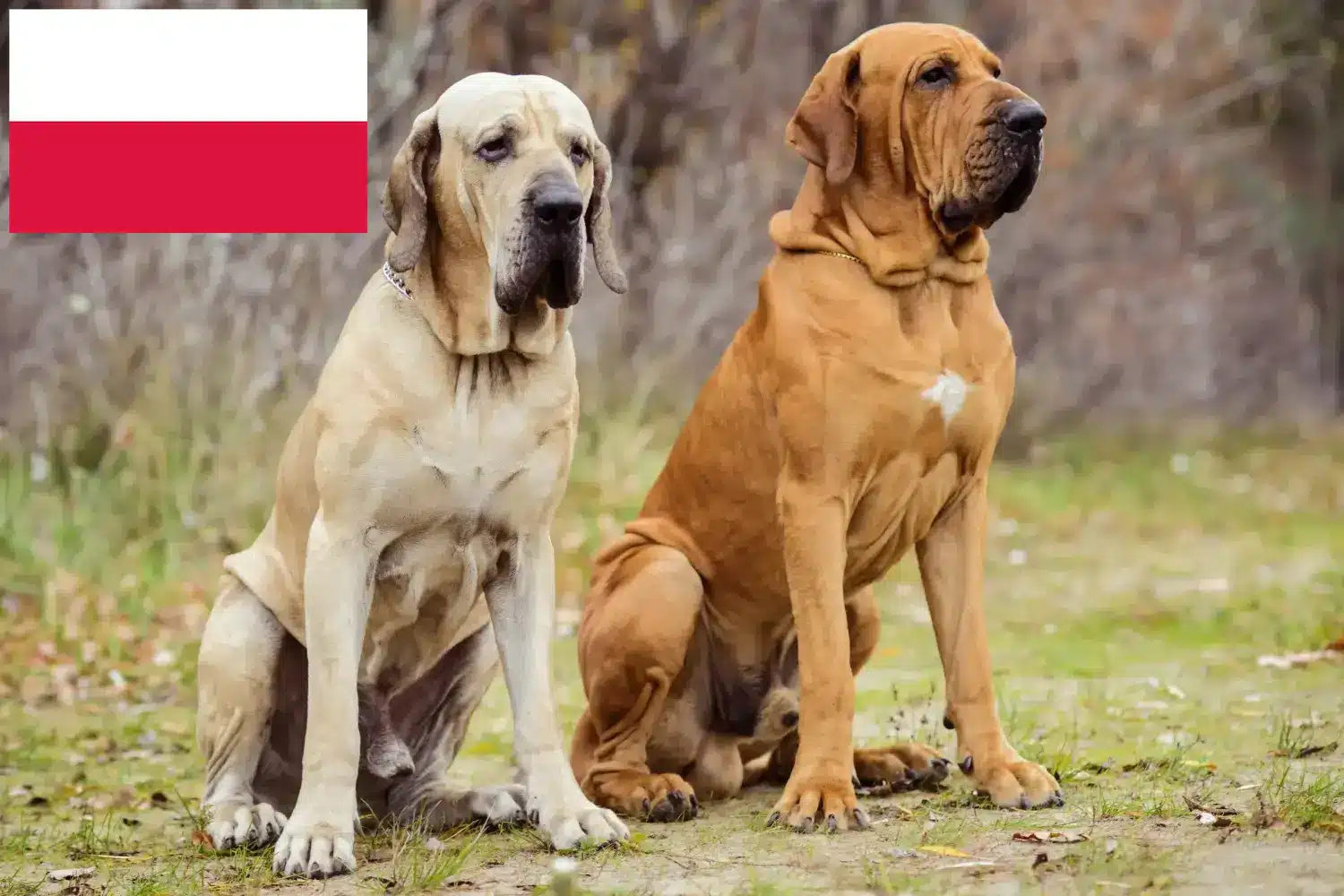 Fila Brasileiro căței și crescători Polonia Aici puteți găsi crescători de Fila Brasileiros din Polonia.