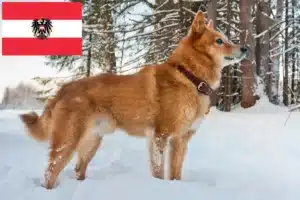 Read more about the article Finnenspitz crescători și căței în Austria