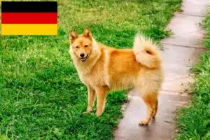 Read more about the article Finnenspitz crescători și căței în Germania