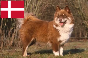 Read more about the article Finnish Lapphund crescători și căței în Danemarca