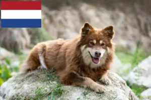 Read more about the article Finnish Lapphund crescători și căței în Olanda
