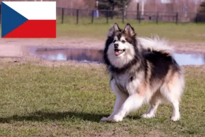 Read more about the article Crescători și căței de Lapphund finlandez în Republica Cehă