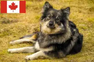 Read more about the article Finnish Lapphund crescători și căței în Canada