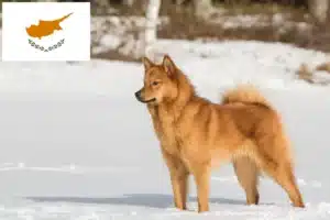 Read more about the article Finnspitz crescători și căței în Cipru