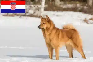 Read more about the article Finnspitz crescători și căței în Croația