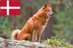 Read more about the article Finnspitz crescători și căței în Danemarca