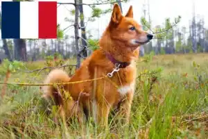 Read more about the article Finnspitz crescători și căței pe Réunion